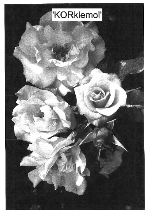 Figure 1 of US plant patent PP16938, the photograph of KORklemol printed in the patent.