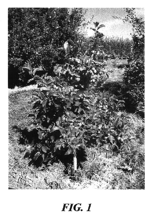 Figure 1 of US plant patent PP16939, the photograph of X6114 printed in the patent.