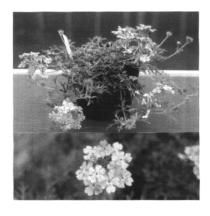 Figure 1 of US plant patent PP16940, the photograph of Suntapilavepi printed in the patent.