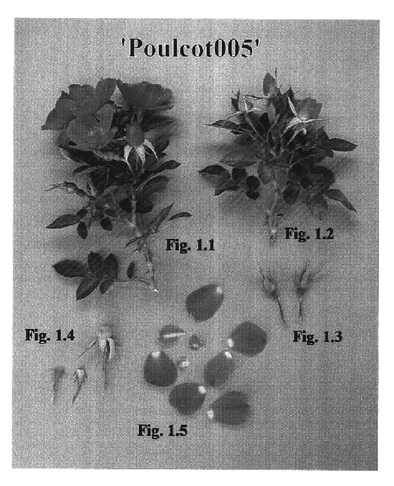 Figure 1 of US plant patent PP16941, the photograph of Poulcot005 printed in the patent.