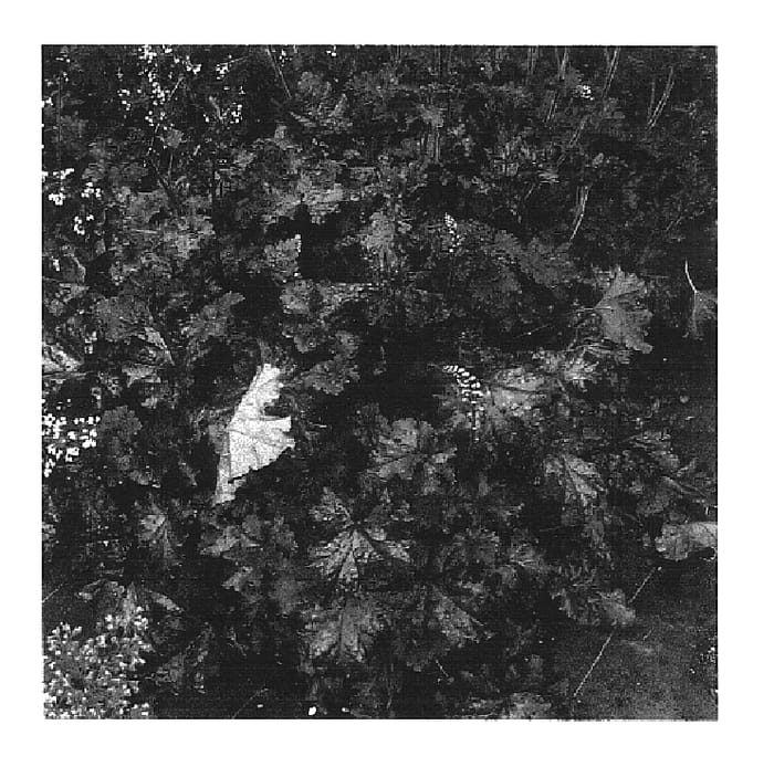 Figure 1 of US plant patent PP16942, the photograph of TNHEU044 printed in the patent.