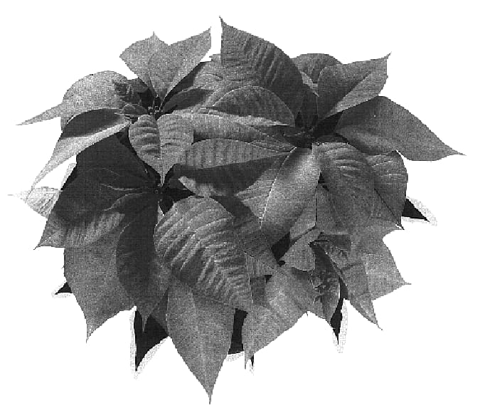 Figure 1 of US plant patent PP16943, the photograph of NPCW04098 printed in the patent.