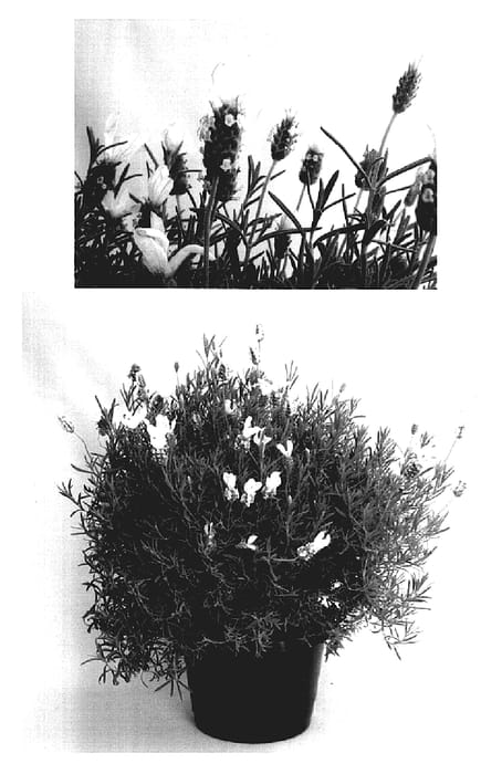 Figure 1 of US plant patent PP16944, the photograph of B01-30 printed in the patent.