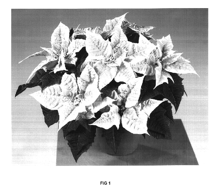 Figure 1 of US plant patent PP16945, the photograph of Fisholly printed in the patent.