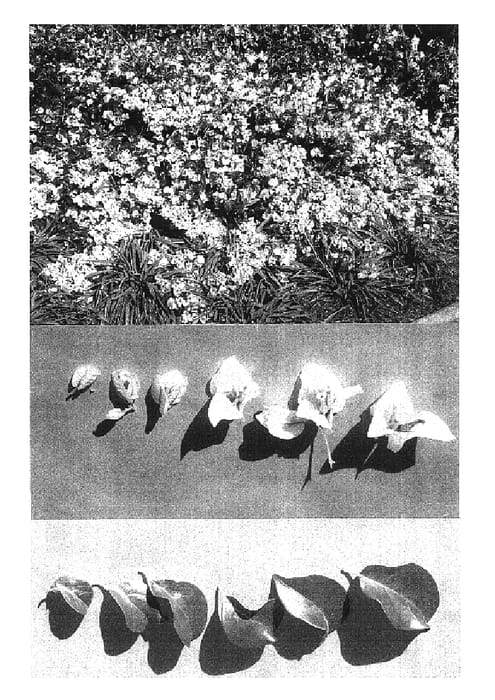 Figure 1 of US plant patent PP16946, the photograph of Beesnees printed in the patent.