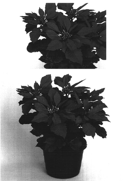 Figure 1 of US plant patent PP16947, the photograph of PER5102 printed in the patent.