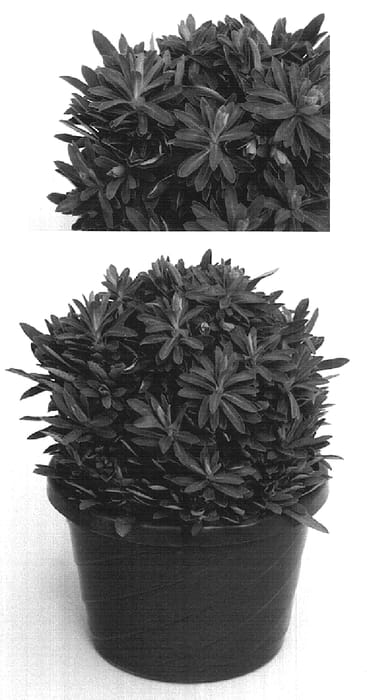 Figure 1 of US plant patent PP16948, the photograph of Imprkalip printed in the patent.