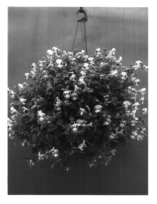 Figure 1 of US plant patent PP16949, the photograph of Dancatblue printed in the patent.