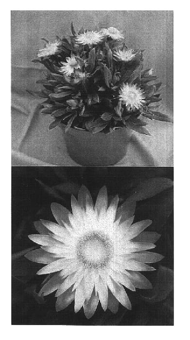 Figure 1 of US plant patent PP16950, the photograph of Flobrafla printed in the patent.