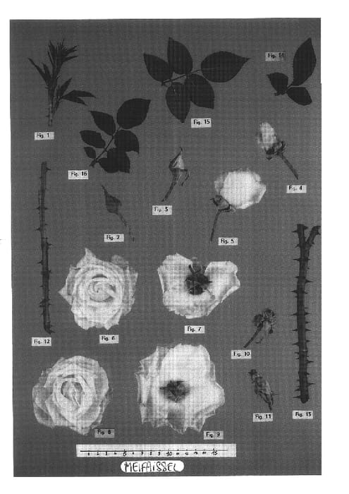 Figure 1 of US plant patent PP16951, the photograph of Meifaissel printed in the patent.