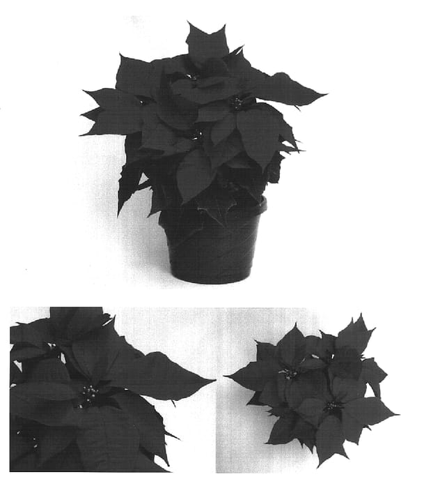 Figure 1 of US plant patent PP16952, the photograph of PER1902 printed in the patent.