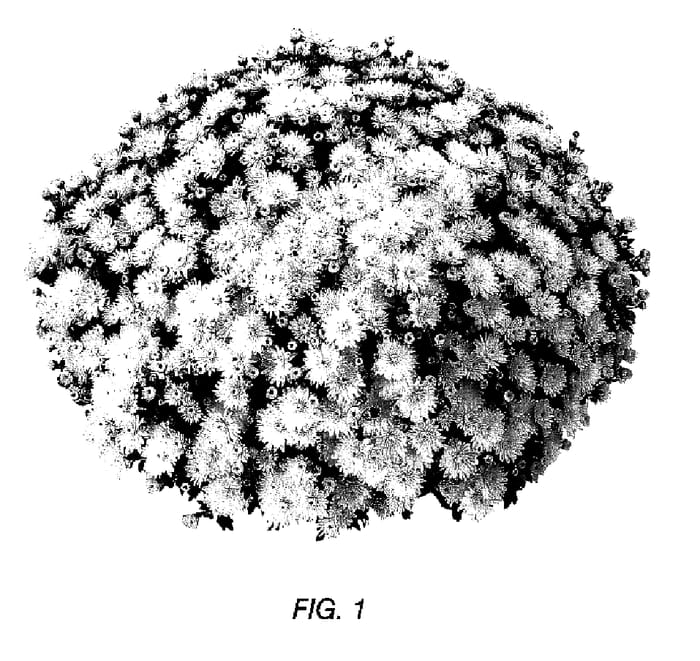 Figure 1 of US plant patent PP16953, the photograph of Gedi Three Ver printed in the patent.