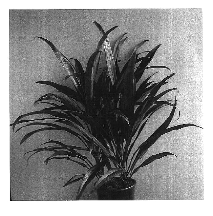 Figure 1 of US plant patent PP16954, the photograph of Maroon Magic printed in the patent.