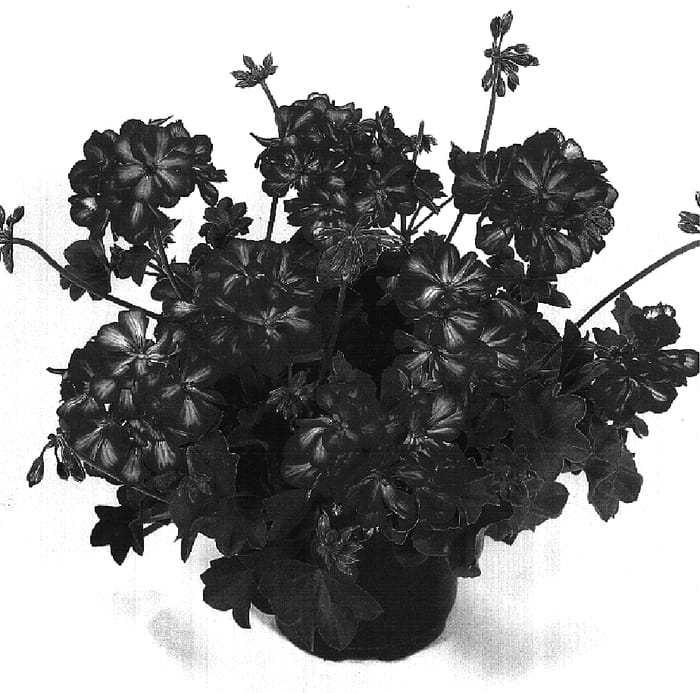 Figure 1 of US plant patent PP16955, the photograph of Duebertinostar printed in the patent.