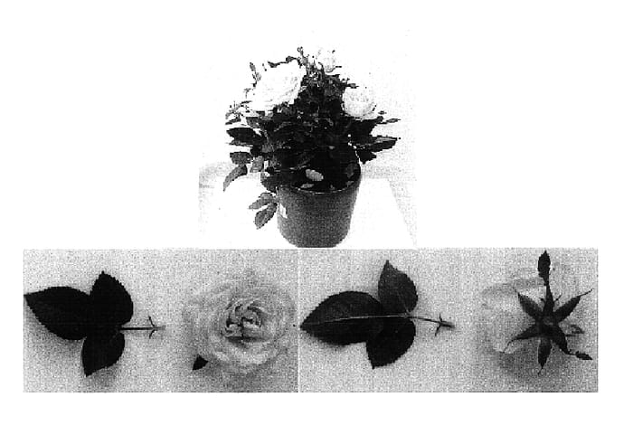 Figure 1 of US plant patent PP16956, the photograph of Evera 116 printed in the patent.