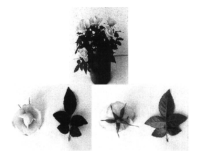 Figure 1 of US plant patent PP16957, the photograph of Evera 107 printed in the patent.