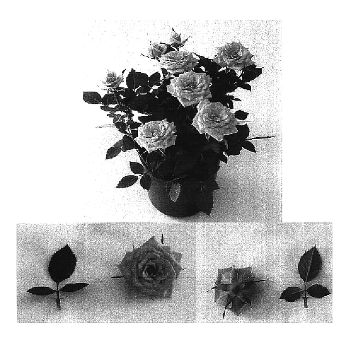 Figure 1 of US plant patent PP16958, the photograph of Evera 101 printed in the patent.