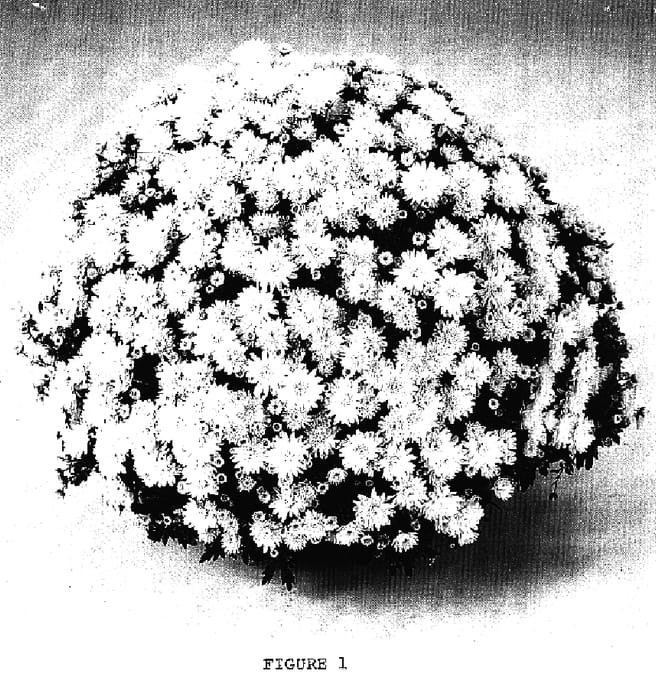 Figure 1 of US plant patent PP16959, the photograph of PPP TER Y05 printed in the patent.