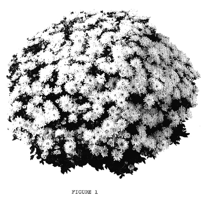 Figure 1 of US plant patent PP16960, the photograph of PPP PAD L05 printed in the patent.