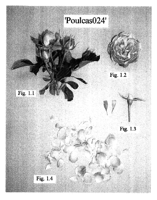 Figure 1 of US plant patent PP16961, the photograph of Poulcas024 printed in the patent.
