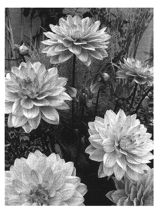Figure 1 of US plant patent PP16962, the photograph of Karma Prospero printed in the patent.