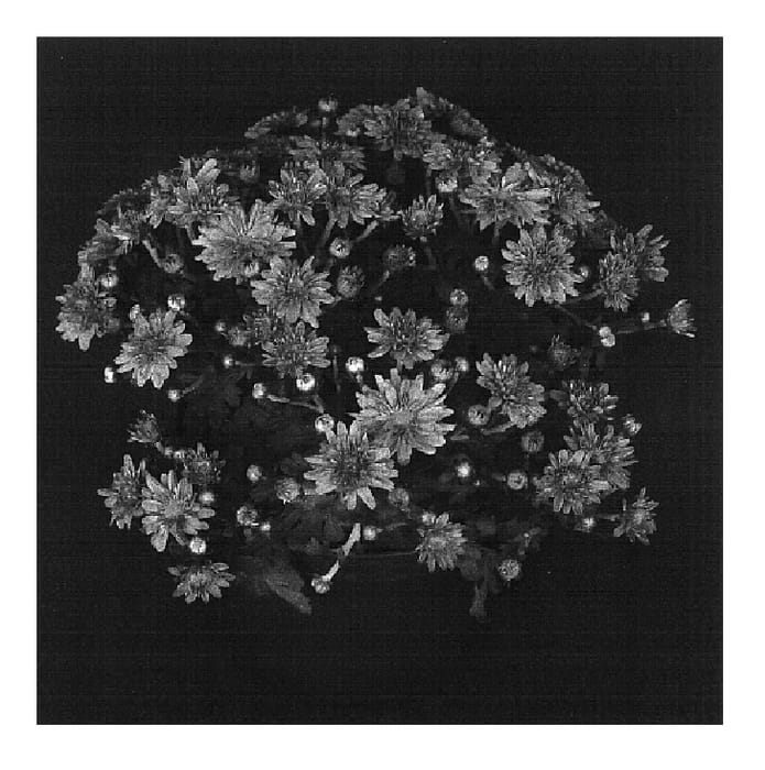 Figure 1 of US plant patent PP16963, the photograph of Yofiona printed in the patent.