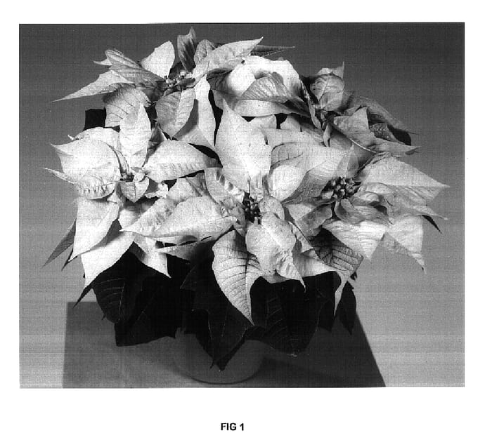Figure 1 of US plant patent PP16964, the photograph of Fiscinne printed in the patent.