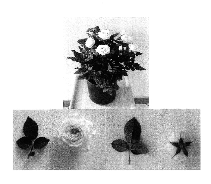 Figure 1 of US plant patent PP16965, the photograph of Evera 119 printed in the patent.