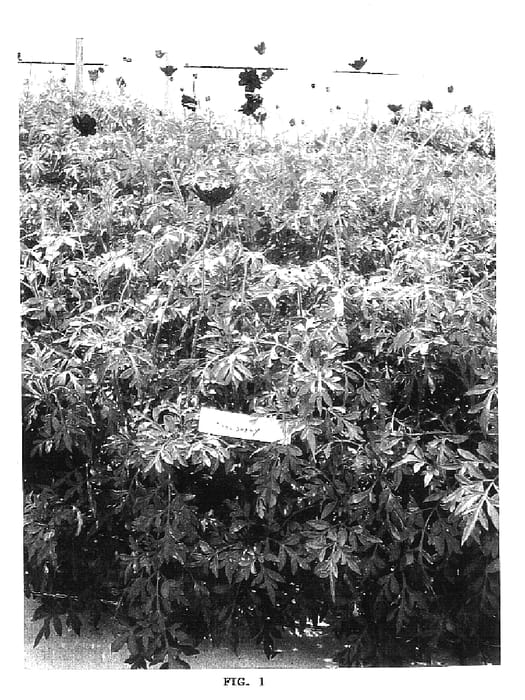 Figure 1 of US plant patent PP16966, the photograph of Strawberry Choco Sanse 41 printed in the patent.
