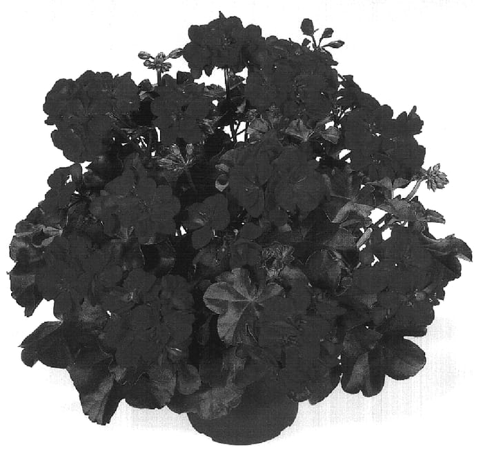 Figure 1 of US plant patent PP16967, the photograph of Dueantaria printed in the patent.