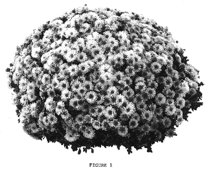 Figure 1 of US plant patent PP16968, the photograph of PPP MIL PK05 printed in the patent.