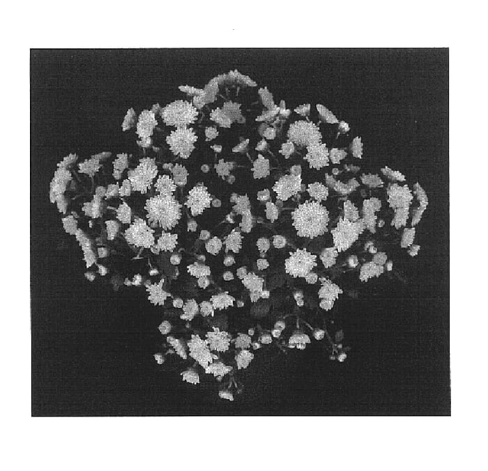 Figure 1 of US plant patent PP16969, the photograph of Yobethany printed in the patent.