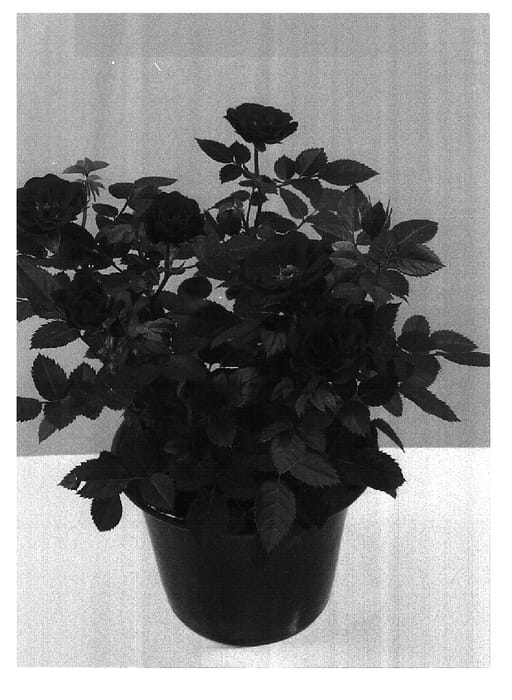 Figure 1 of US plant patent PP16970, the photograph of RUIZ012A printed in the patent.