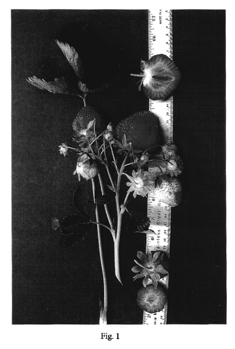 Figure 1 of US plant patent PP16971, the photograph of Cabot printed in the patent.