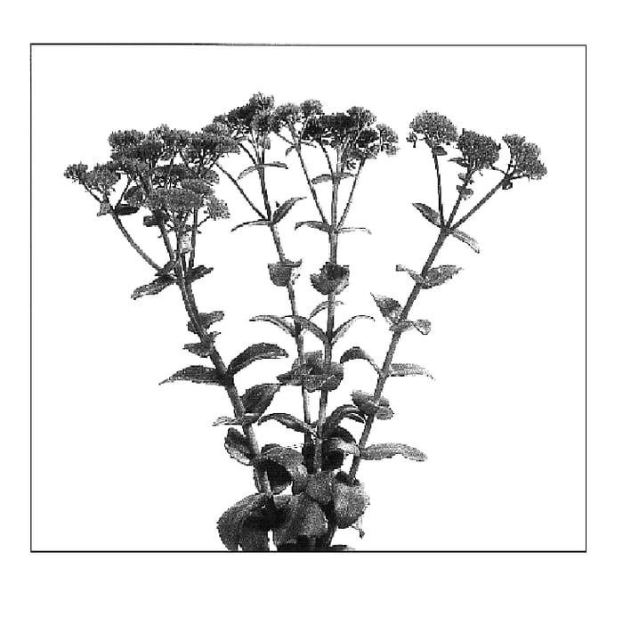 Figure 1 of US plant patent PP16972, the photograph of Novem printed in the patent.