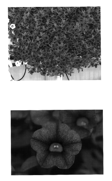 Figure 1 of US plant patent PP16973, the photograph of Wescapurve printed in the patent.