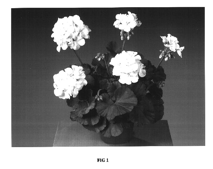 Figure 1 of US plant patent PP16974, the photograph of Fisroweiss printed in the patent.