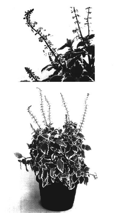 Figure 1 of US plant patent PP16975, the photograph of Limplep 1 printed in the patent.