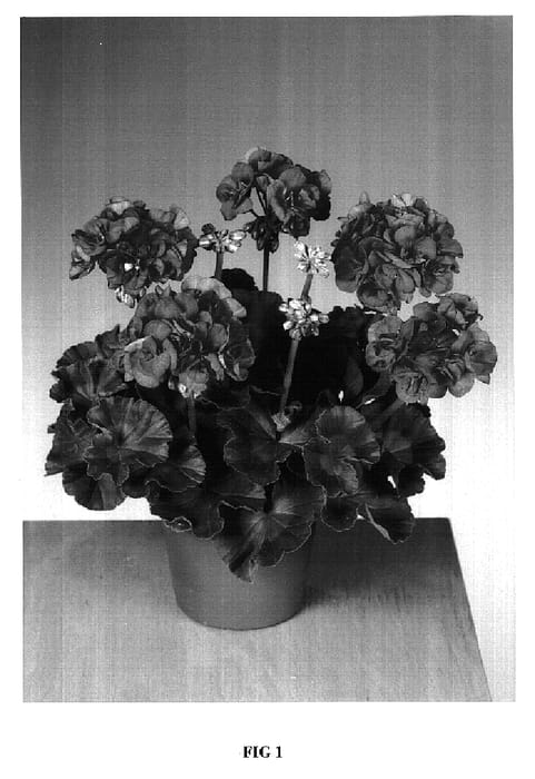 Figure 1 of US plant patent PP16976, the photograph of Fislore printed in the patent.