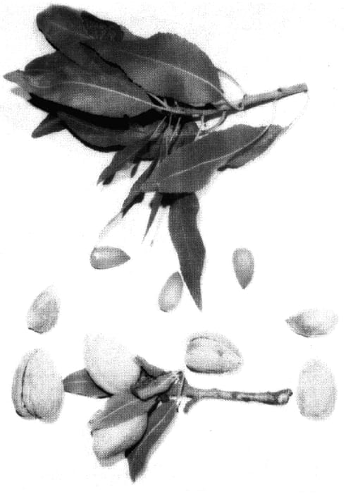 Figure 1 of US plant patent PP16977, the photograph of Wassum printed in the patent.