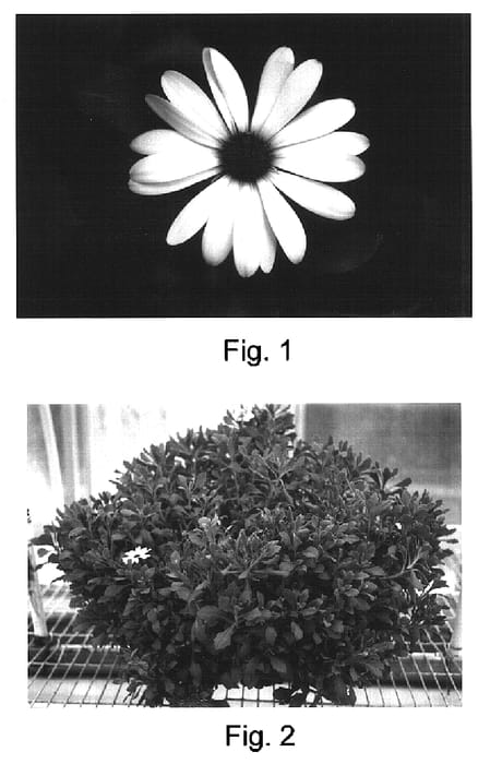 Figure 1 of US plant patent PP16978, the photograph of Kakegawa AU17 printed in the patent.