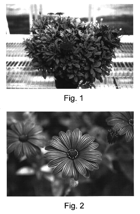 Figure 1 of US plant patent PP16979, the photograph of Kakegawa AU16 printed in the patent.