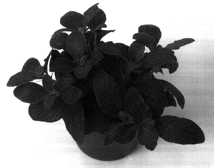 Figure 1 of US plant patent PP16980, the photograph of Joly Josan printed in the patent.