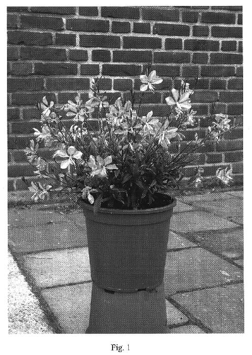 Figure 1 of US plant patent PP16981, the photograph of Gausudre printed in the patent.