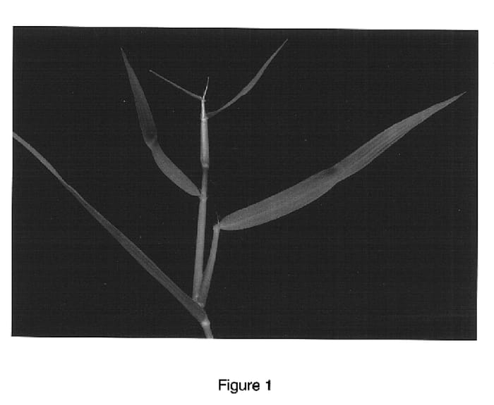 Figure 1 of US plant patent PP16982, the photograph of BM230 printed in the patent.