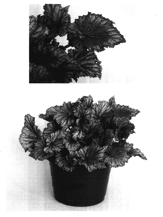 Figure 1 of US plant patent PP16983, the photograph of Charlotte Chiffon printed in the patent.
