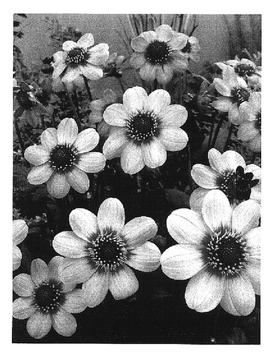 Figure 1 of US plant patent PP16984, the photograph of HS First love printed in the patent.