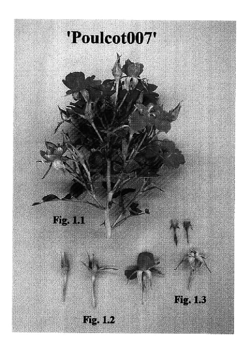 Figure 1 of US plant patent PP16985, the photograph of Poulcot007 printed in the patent.