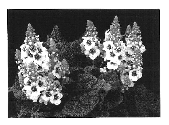 Figure 1 of US plant patent PP16986, the photograph of Dark Eyes printed in the patent.