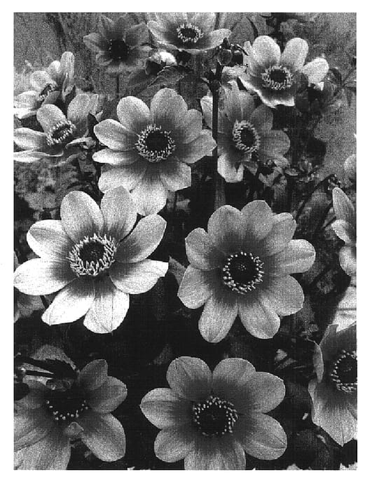 Figure 1 of US plant patent PP16987, the photograph of HS Date printed in the patent.